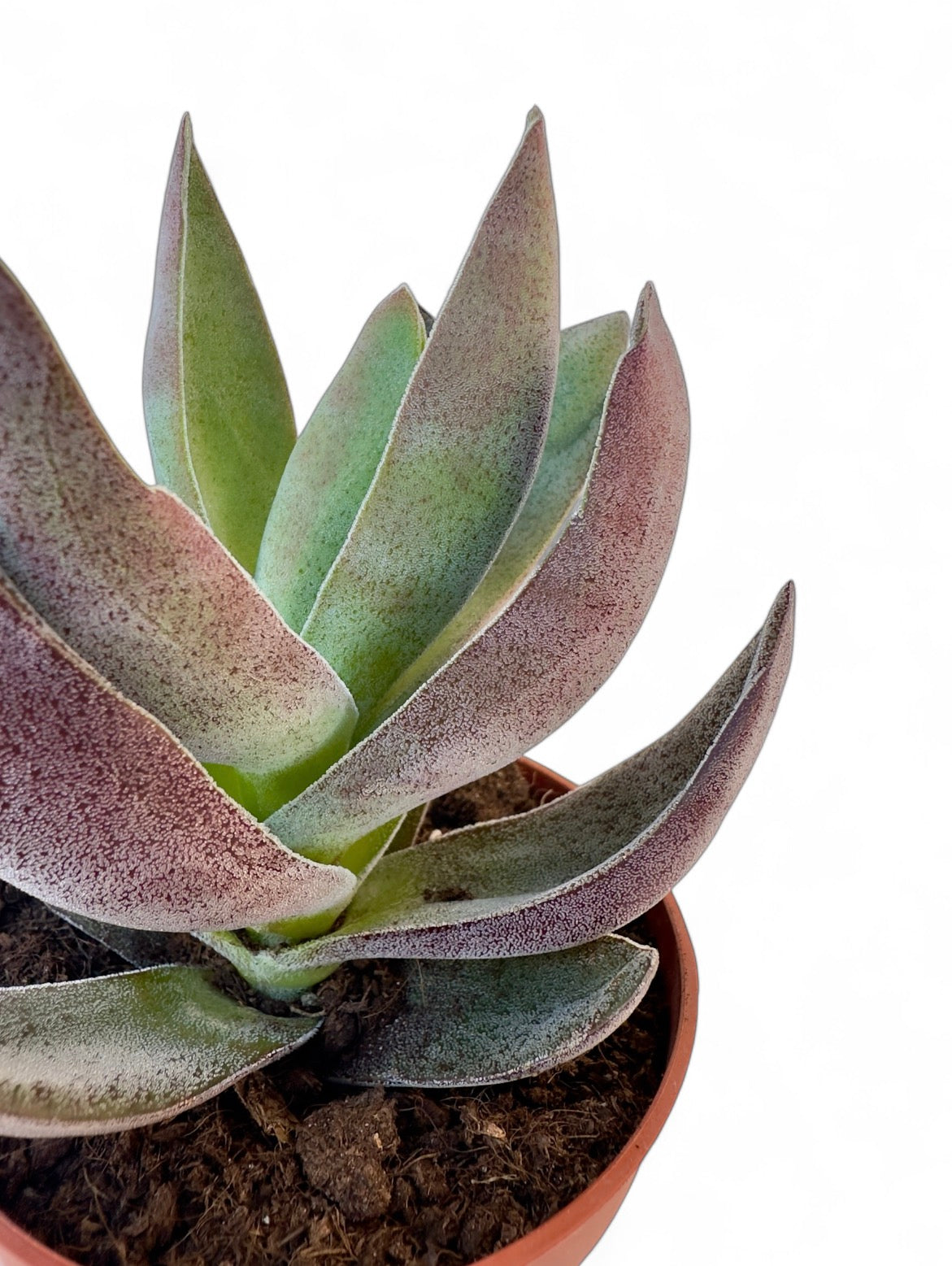 Παχύφυτο Echeveria Φ10,5εκ.