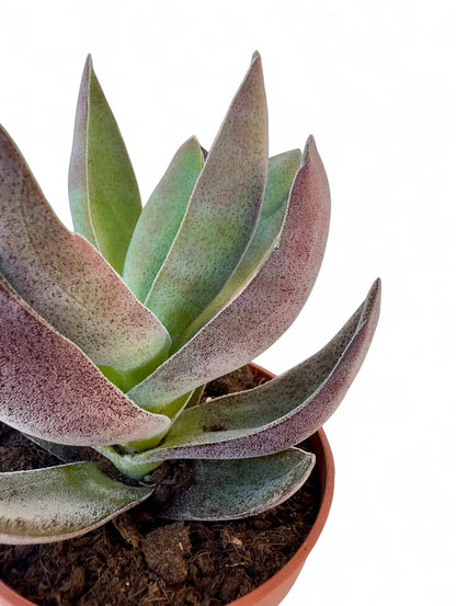 Παχύφυτο Echeveria Φ10,5εκ.