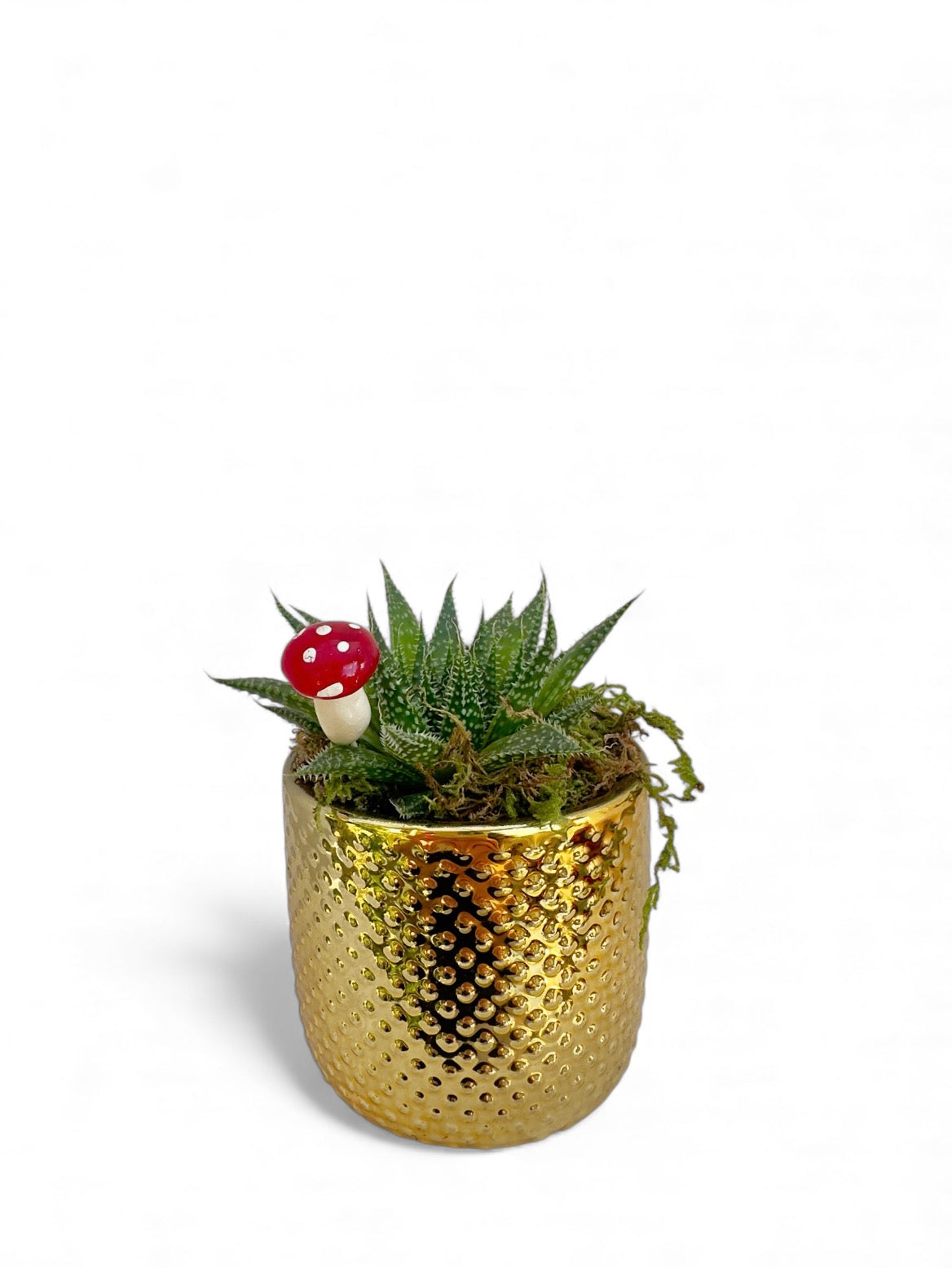 Κασπώ χρυσό με παχύφυτο Aristaloe aristata (Lace Aloe)