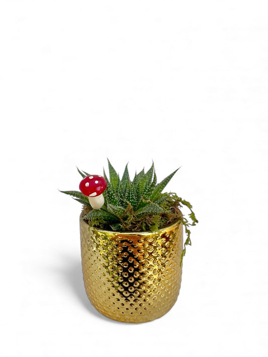 Κασπώ χρυσό με παχύφυτο Aristaloe aristata (Lace Aloe)