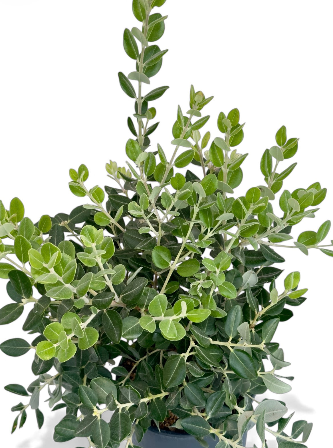 Μετροσιδηρος Φ18εκ.