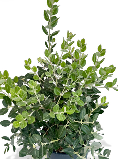 Μετροσιδηρος Φ18εκ.