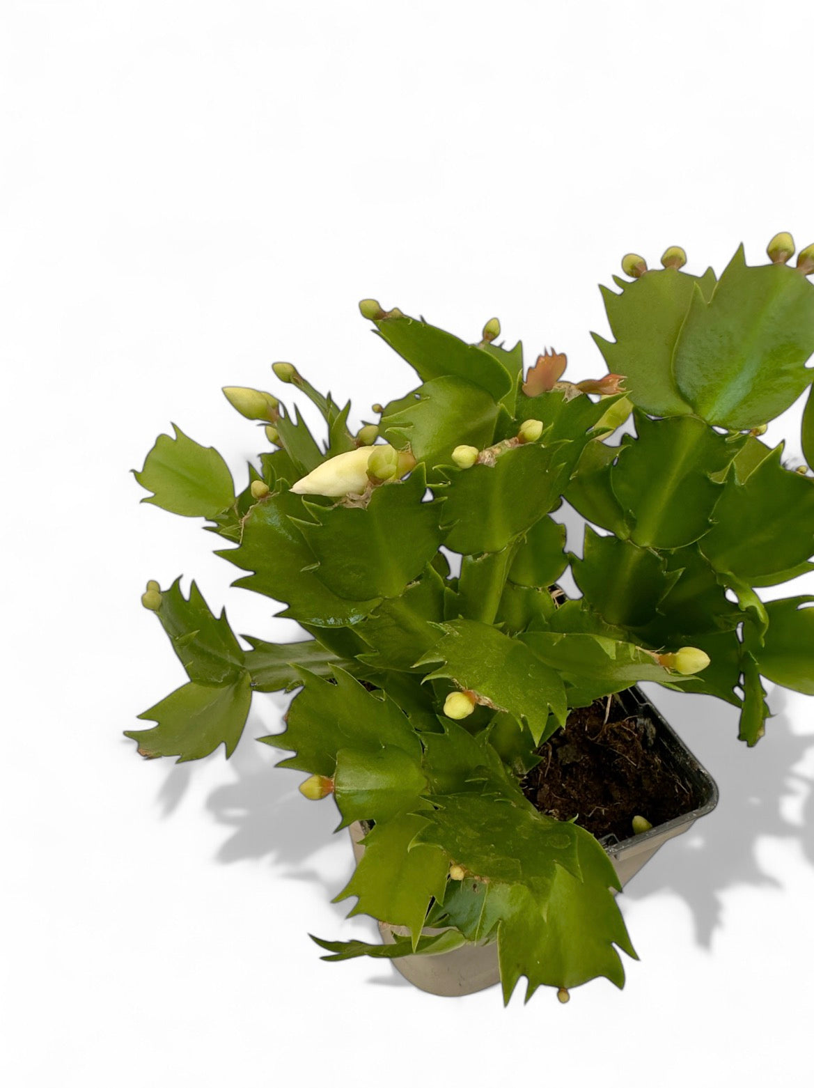 Παχύφυτο Επίφυλλο λευκό Φ11εκ.