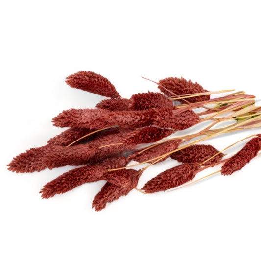 Phalaris 60εκ. Αποξηραμένο κλαδί Redwood Coffee