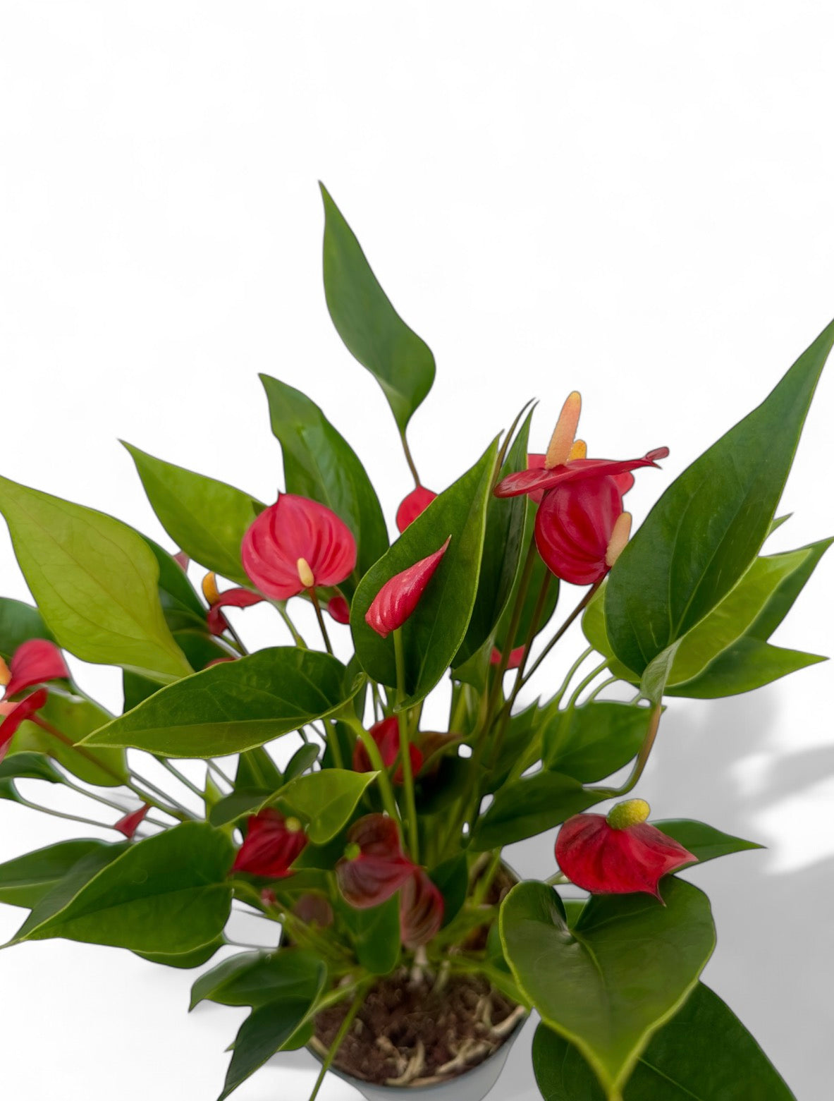 Ανθούριο Φ13εκ.