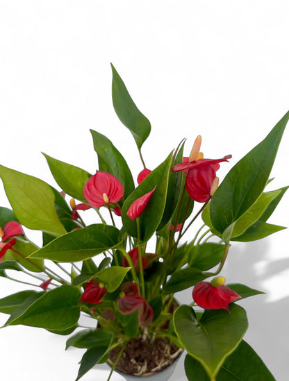 Ανθούριο Φ13εκ.