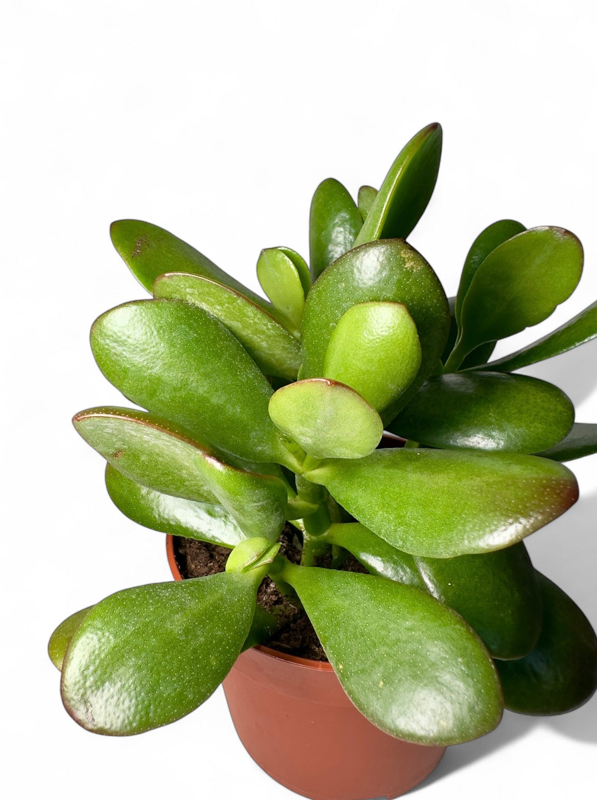 Παχύφυτο Crassula Φ10,5εκ.