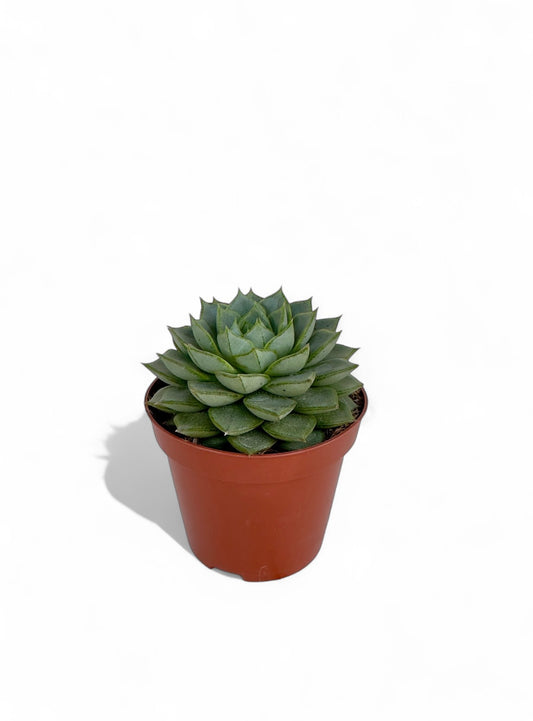 Παχύφυτο Εχεβέρια - Echeveria 'Fabiola' Φ8,5εκ.