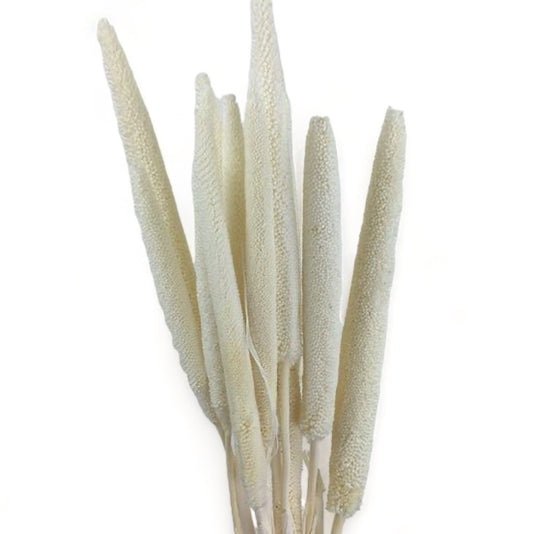 Babala bleached αποξηραμένο κλαδί