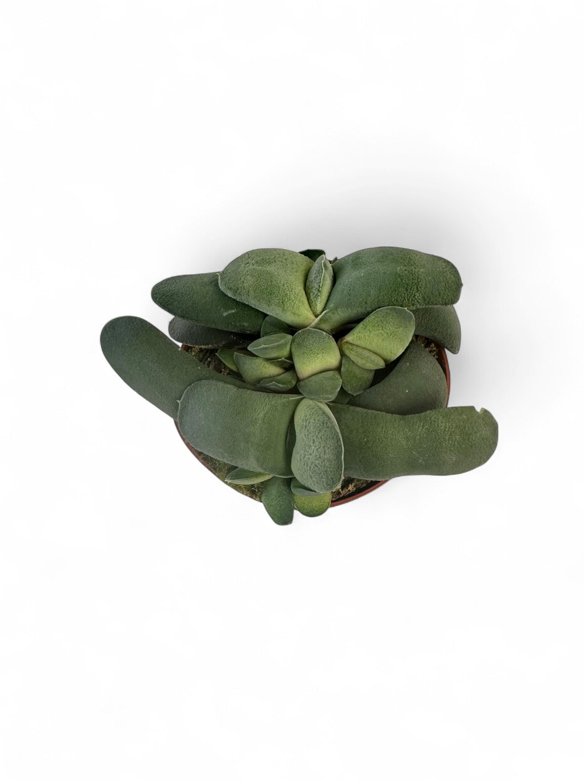Παχύφυτο Gasteria glomerata Φ8.5