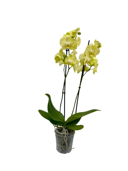 Ορχιδέα κίτρινο Φ12εκ.