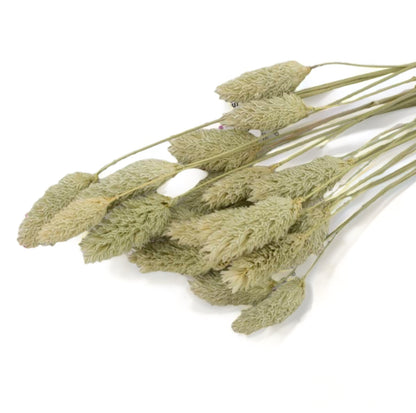 Phalaris 60εκ. Αποξηραμένο κλαδί Natural