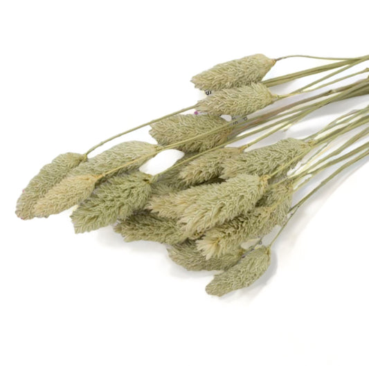 Phalaris 60εκ. Αποξηραμένο κλαδί Natural