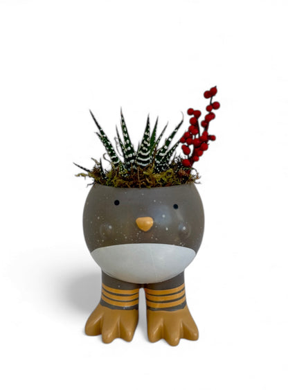 Κασπώ penguin με παχύφυτο Haworthiopsis attenuata (Zebra Plant)