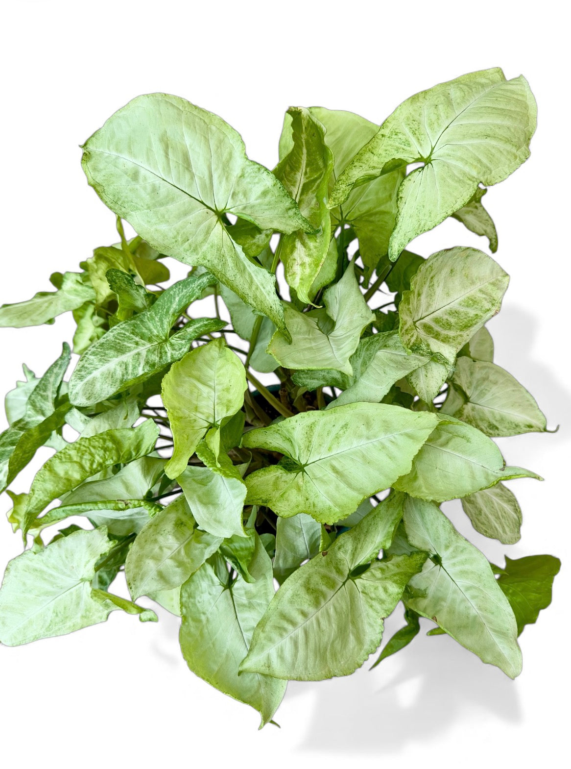 Συγκόνιο Syngonium Φ21εκ.