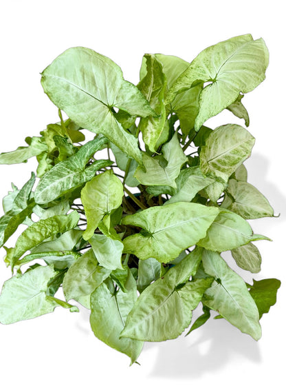 Συγκόνιο Syngonium Φ21εκ.