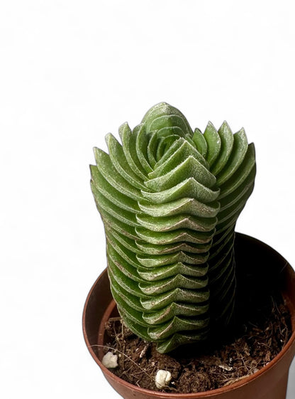 Παχύφυτο Crassula "Buddha's Temple" Φ5.5