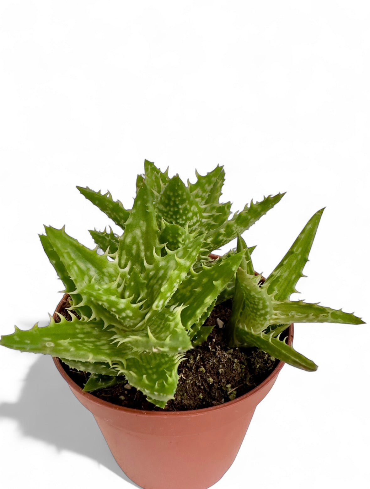 Παχύφυτο Αλόη - Aloe juvenna Φ8,5εκ.