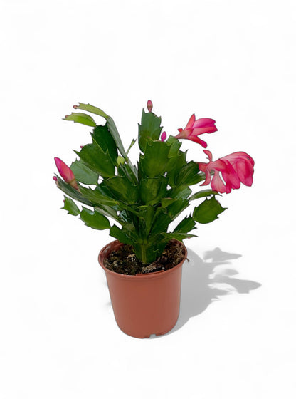 Παχύφυτο Επίφυλλο ροζ Φ11εκ.