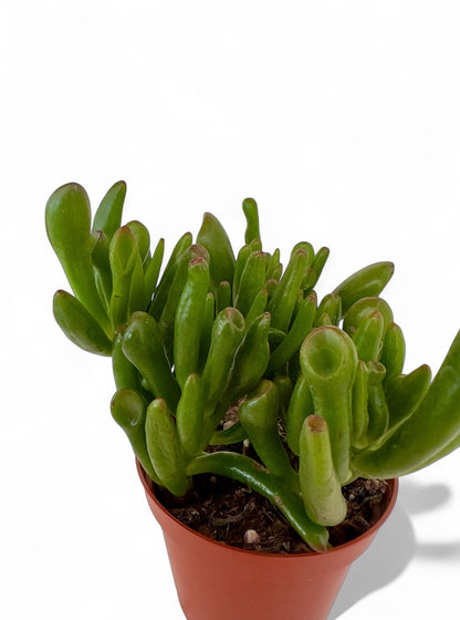 Παχύφυτο Κρασούλα - Crassula Ovata Gollum Φ8,5εκ.