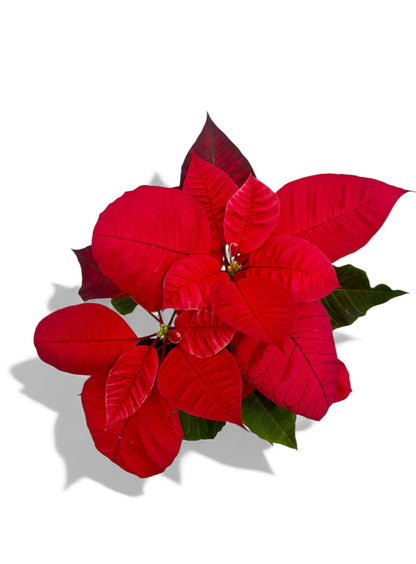 Αλεξανδρινό Φ11εκ.