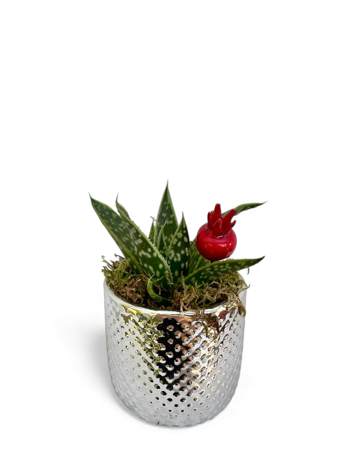 Κασπώ ασημί με παχύφυτο Αλόη Τίκι Aloe Tiki Tahi
