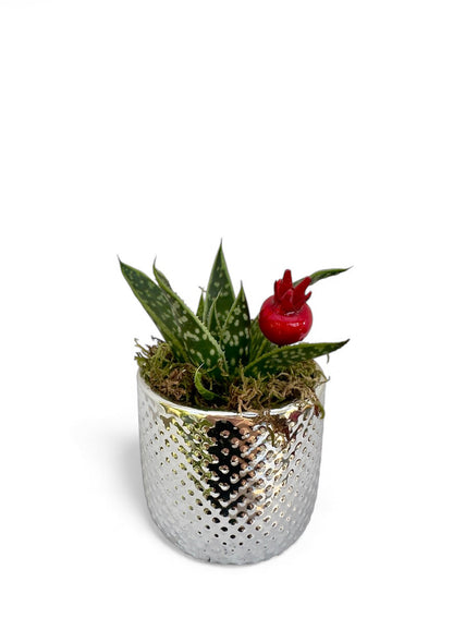 Κασπώ ασημί με παχύφυτο Αλόη Τίκι Aloe Tiki Tahi