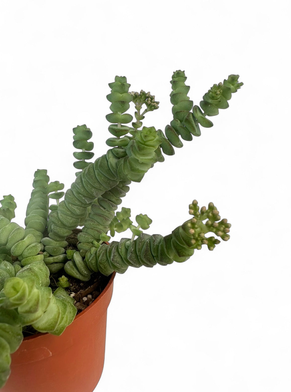 Παχύφυτο Crassula marnieriana Φ8.5