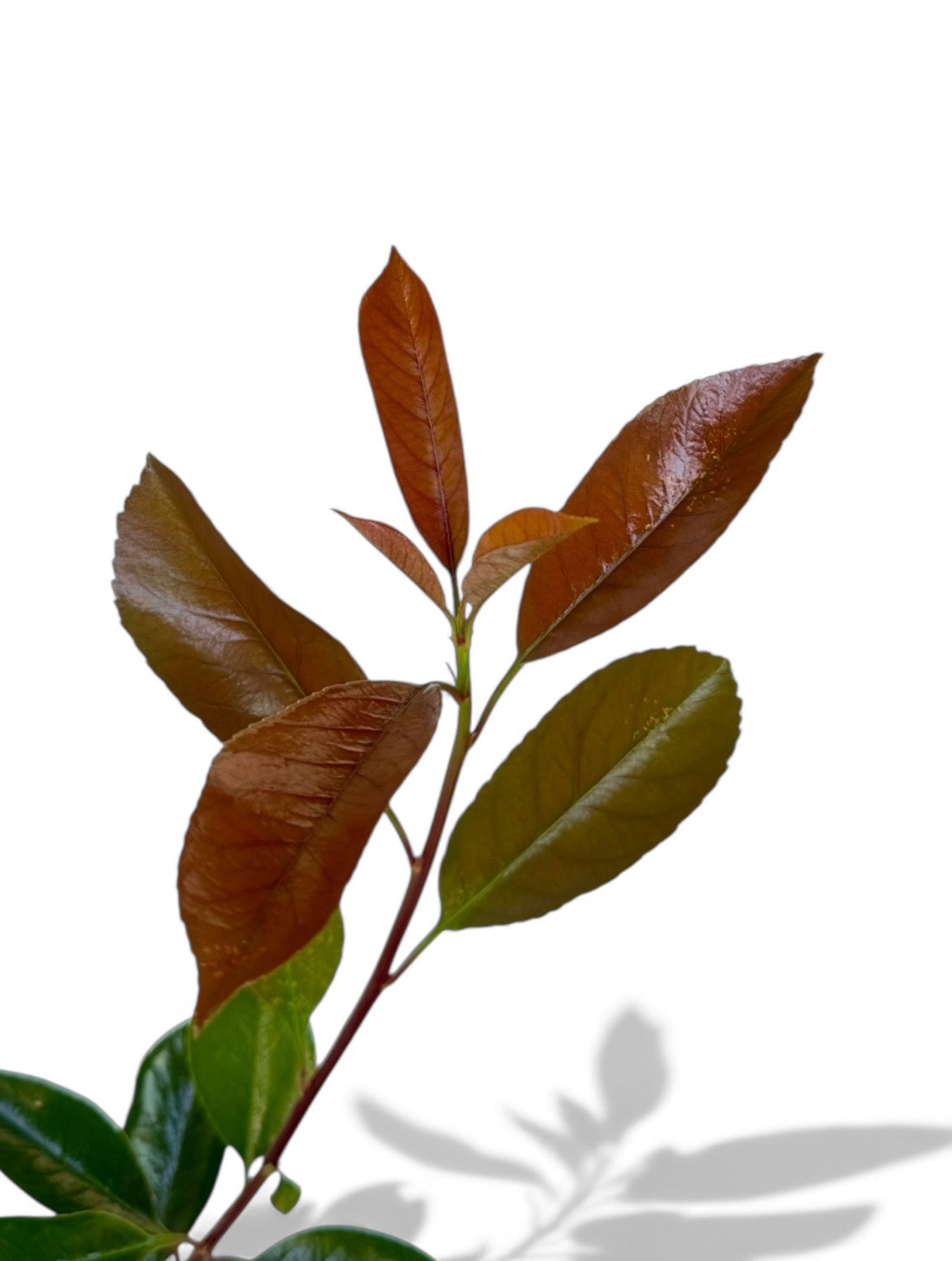 Φωτείνια - photinia fras red robin Φ13εκ.