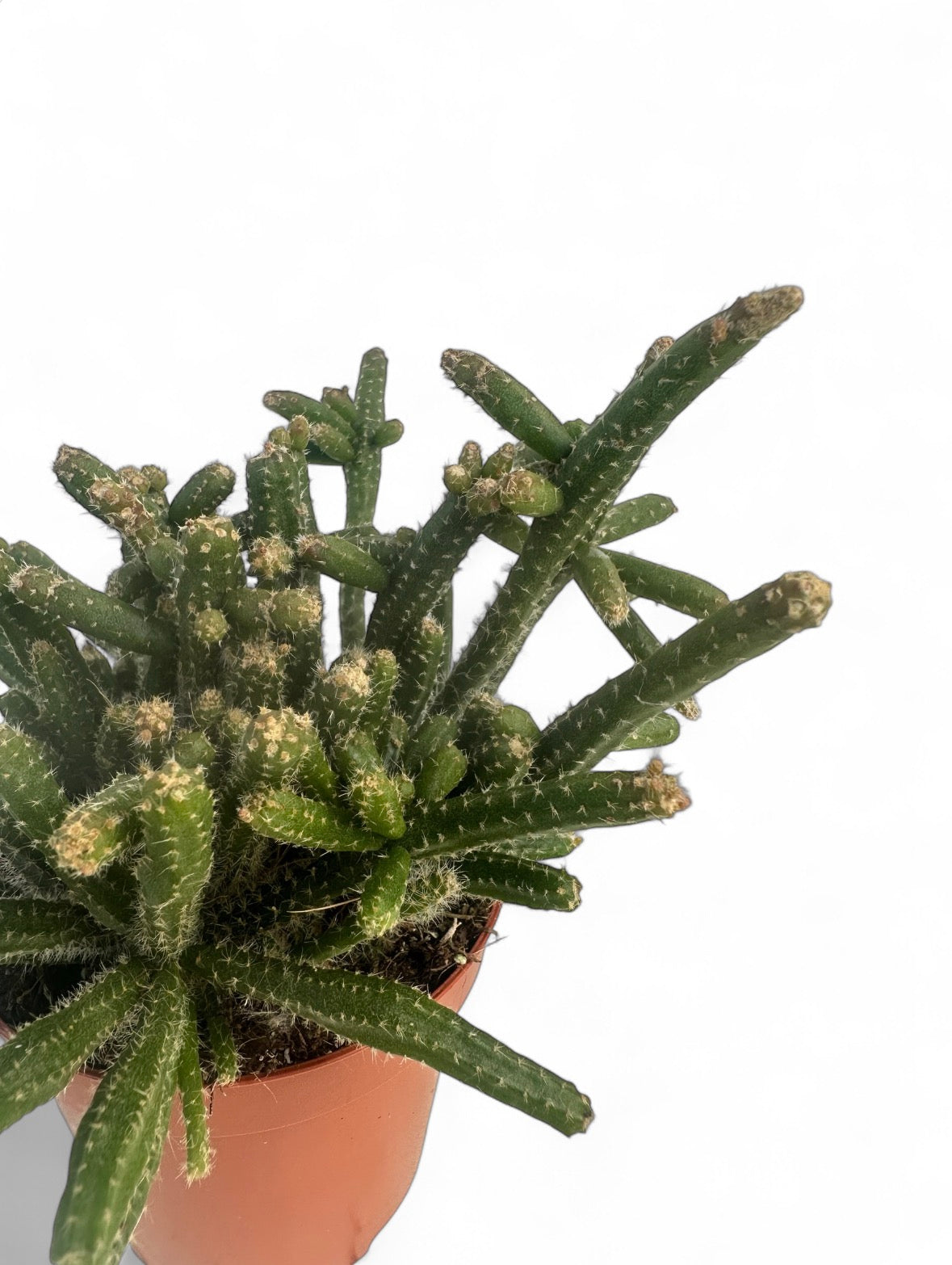 Κάκτος Rhipsalis baccifera 'horrida' Φ8.5