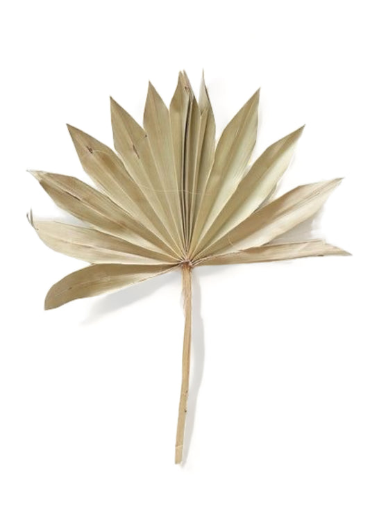 Palm sun natural αποξηραμένο κλαδί