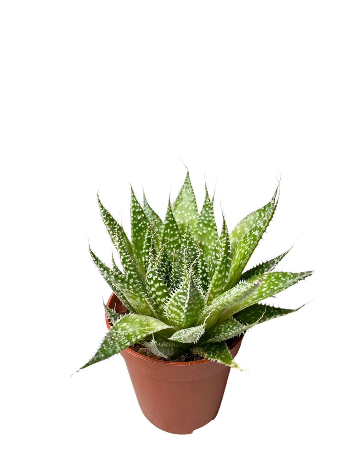 Παχύφυτο Haworthia Φ5,5εκ.