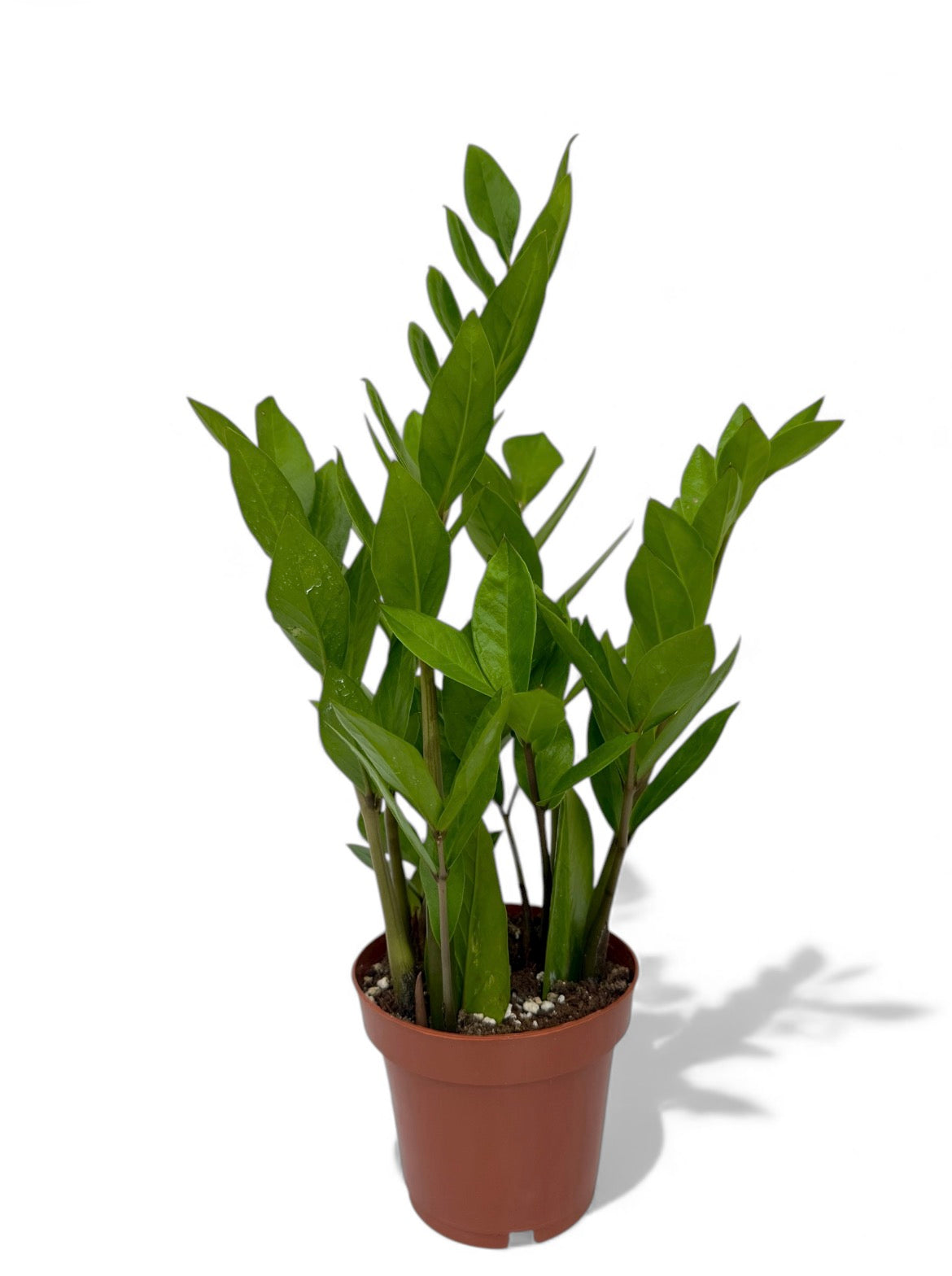 Ζάμια – Zamioculcas zamiifolia Φ12εκ.