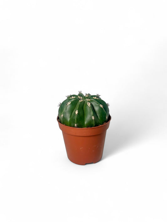 Κάκτος Melocactus maxonii ‘Inermis’ Φ8.5εκ.