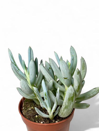 Παχύφυτο Σενέκιο - Senecio serpens (Blue Chalksticks) Φ8,5εκ.