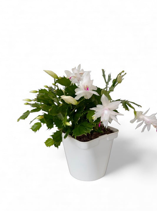 Παχύφυτο Επίφυλλο λευκό Φ14εκ.