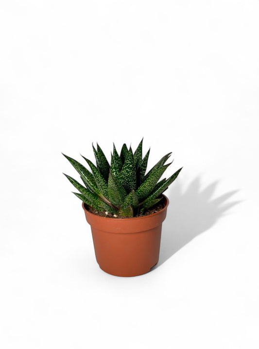 Παχύφυτο Haworthia Φ10,5εκ.