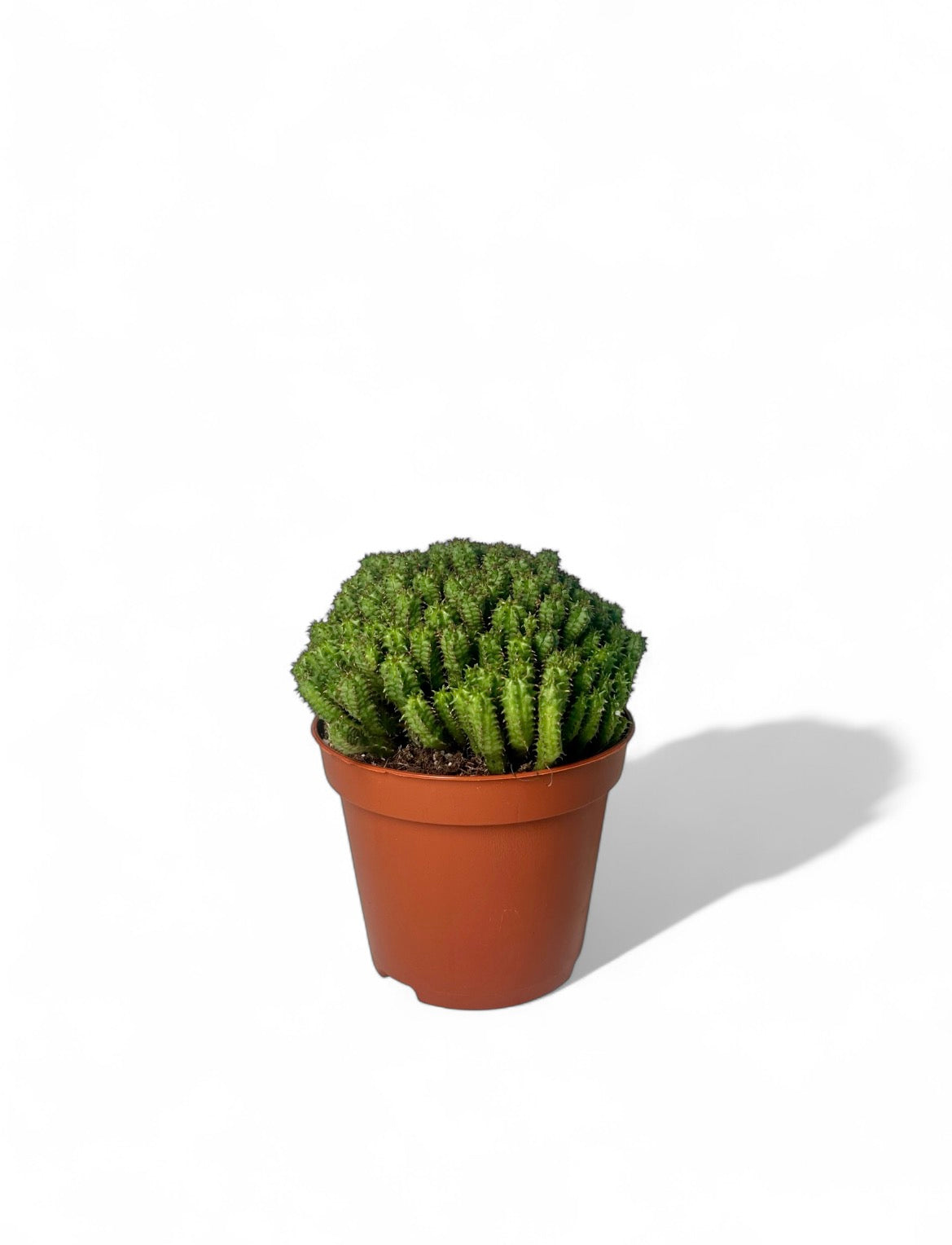 Κάκτος Euphorbia mammillaris minima Φ8.5εκ.