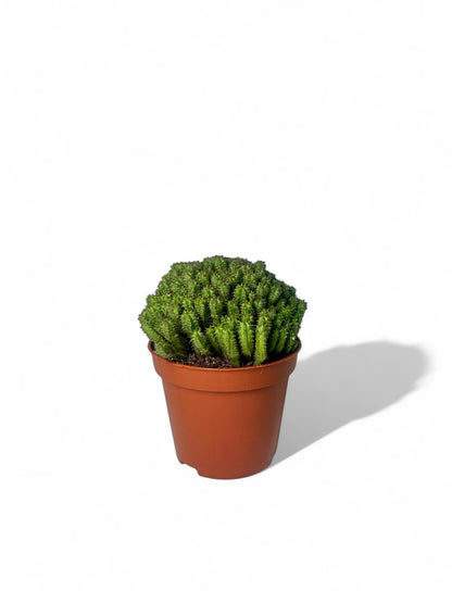 Κάκτος Euphorbia mammillaris minima Φ8.5εκ.