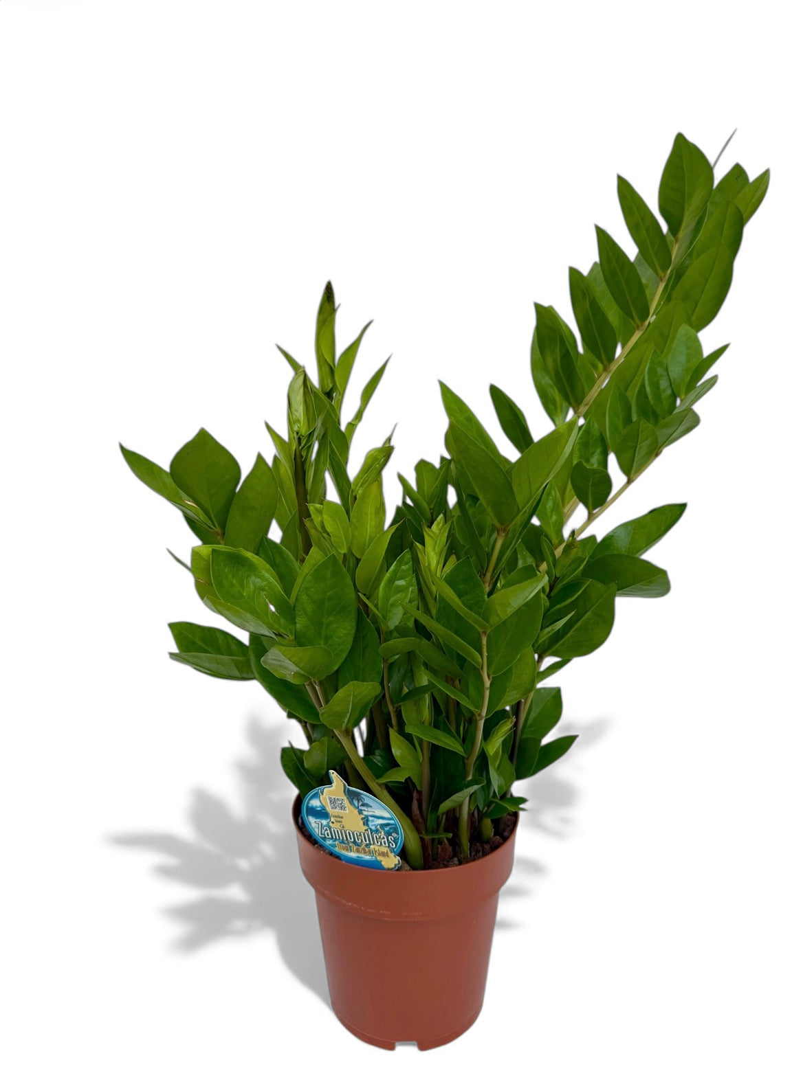 Ζάμια – Zamioculcas zamiifolia Φ17εκ.
