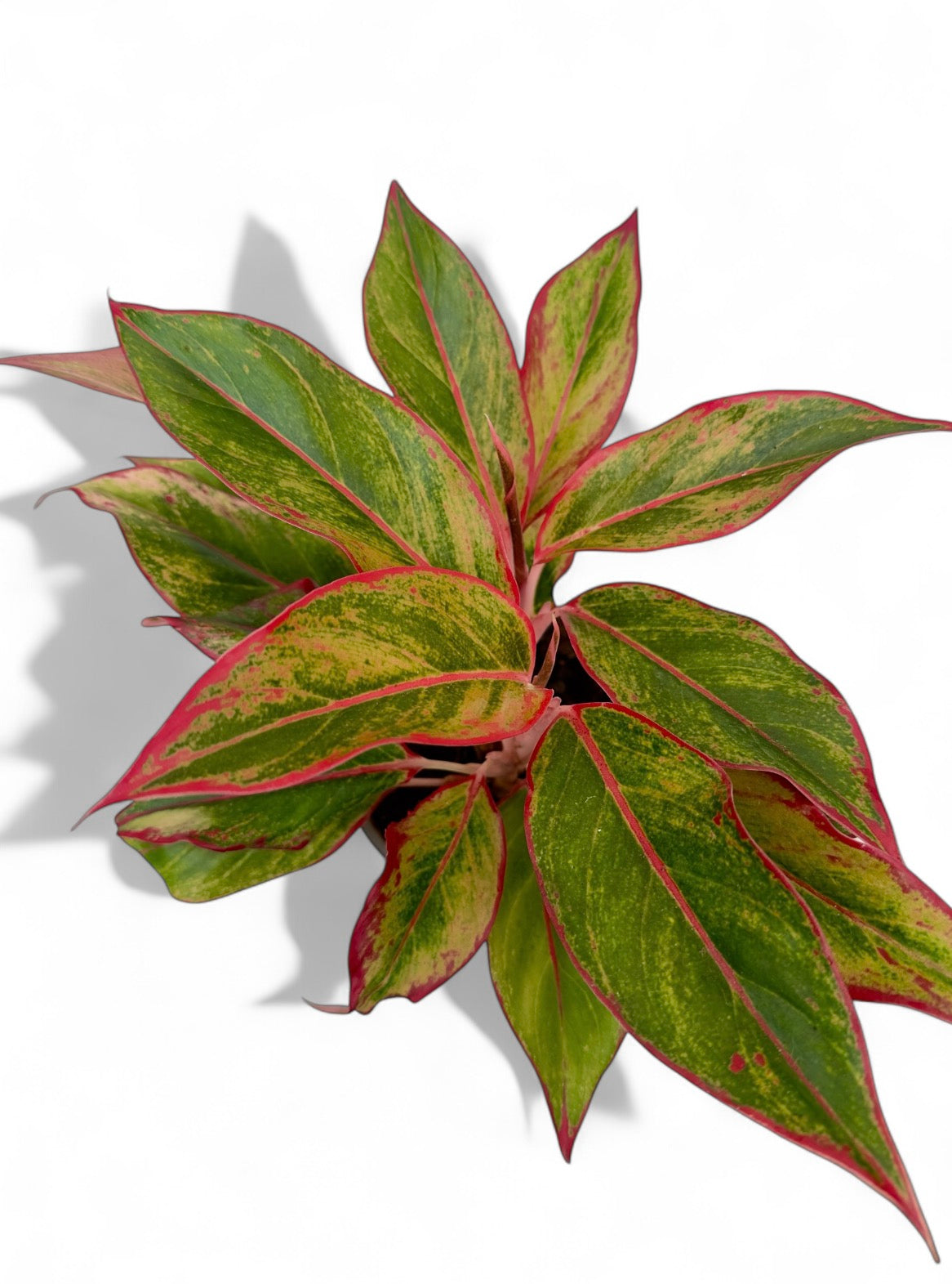 Αγλαόνημα Φ14εκ.