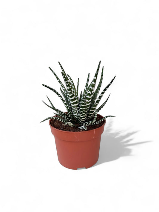 Παχύφυτο Haworthia Φ10,5εκ.
