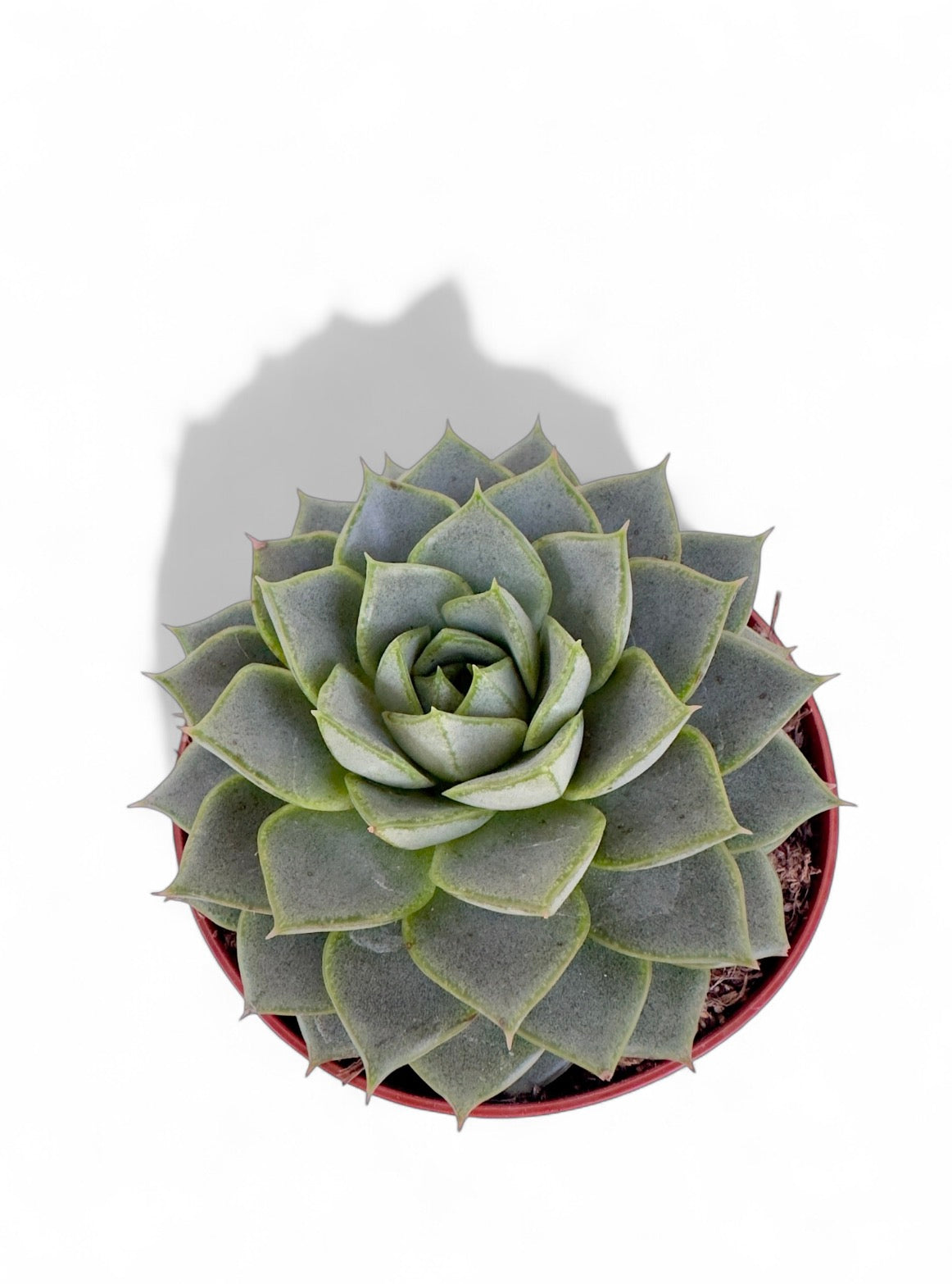 Παχύφυτο Εχεβέρια - Echeveria 'Fabiola' Φ8,5εκ.