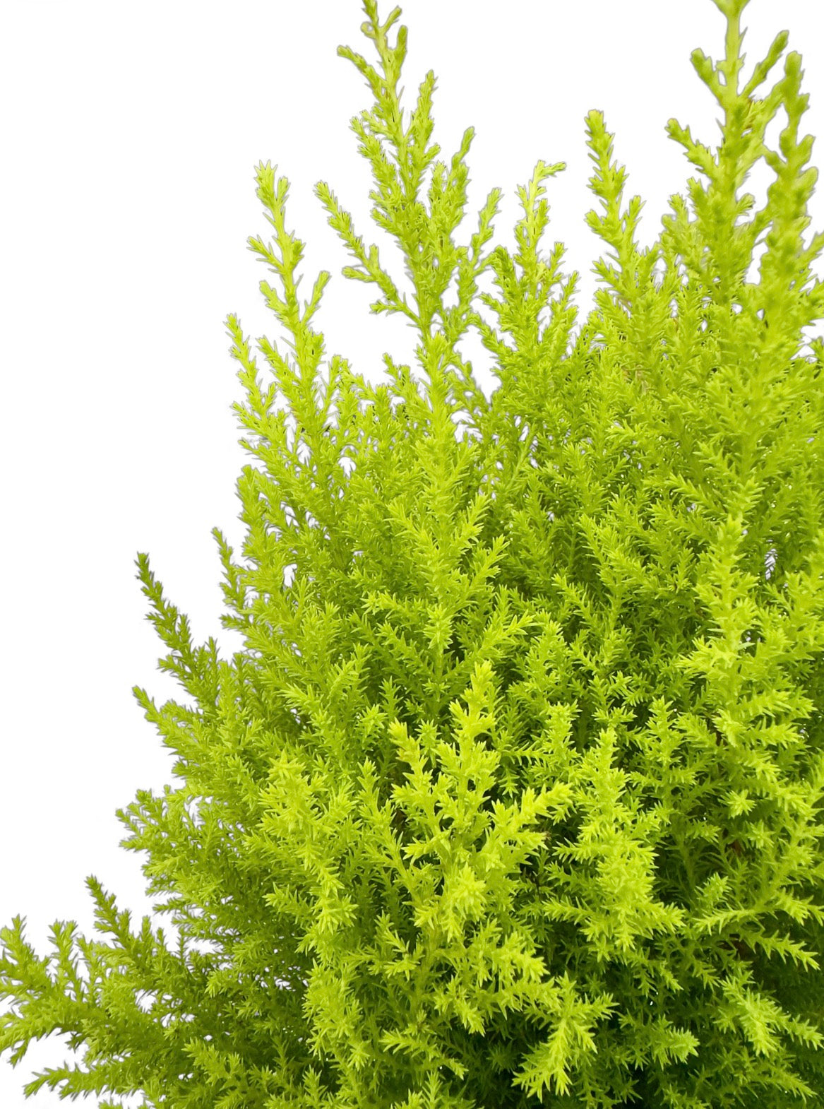 Gold crest wilma Φ13εκ