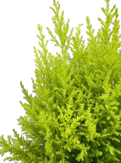 Gold crest wilma Φ13εκ