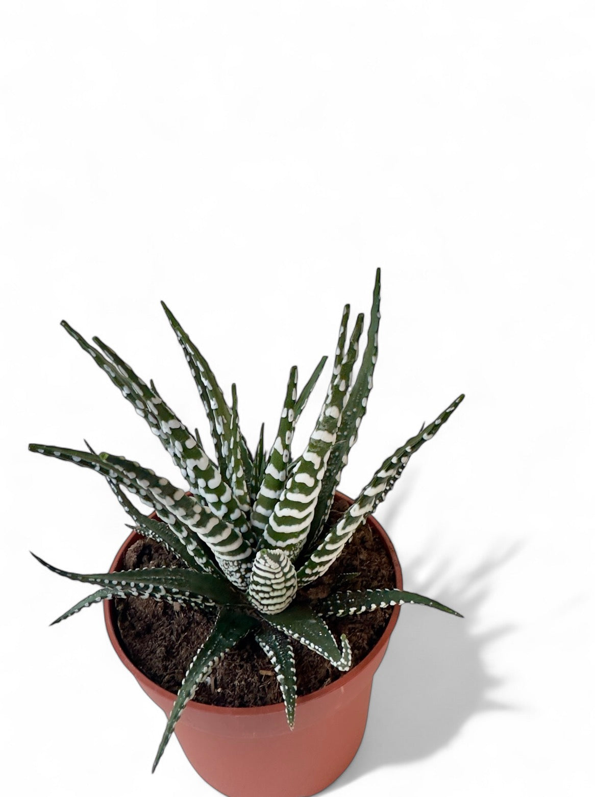 Παχύφυτο Haworthia Φ10,5εκ.