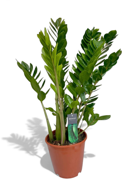 Ζάμια – Zamioculcas zamiifolia Φ21
