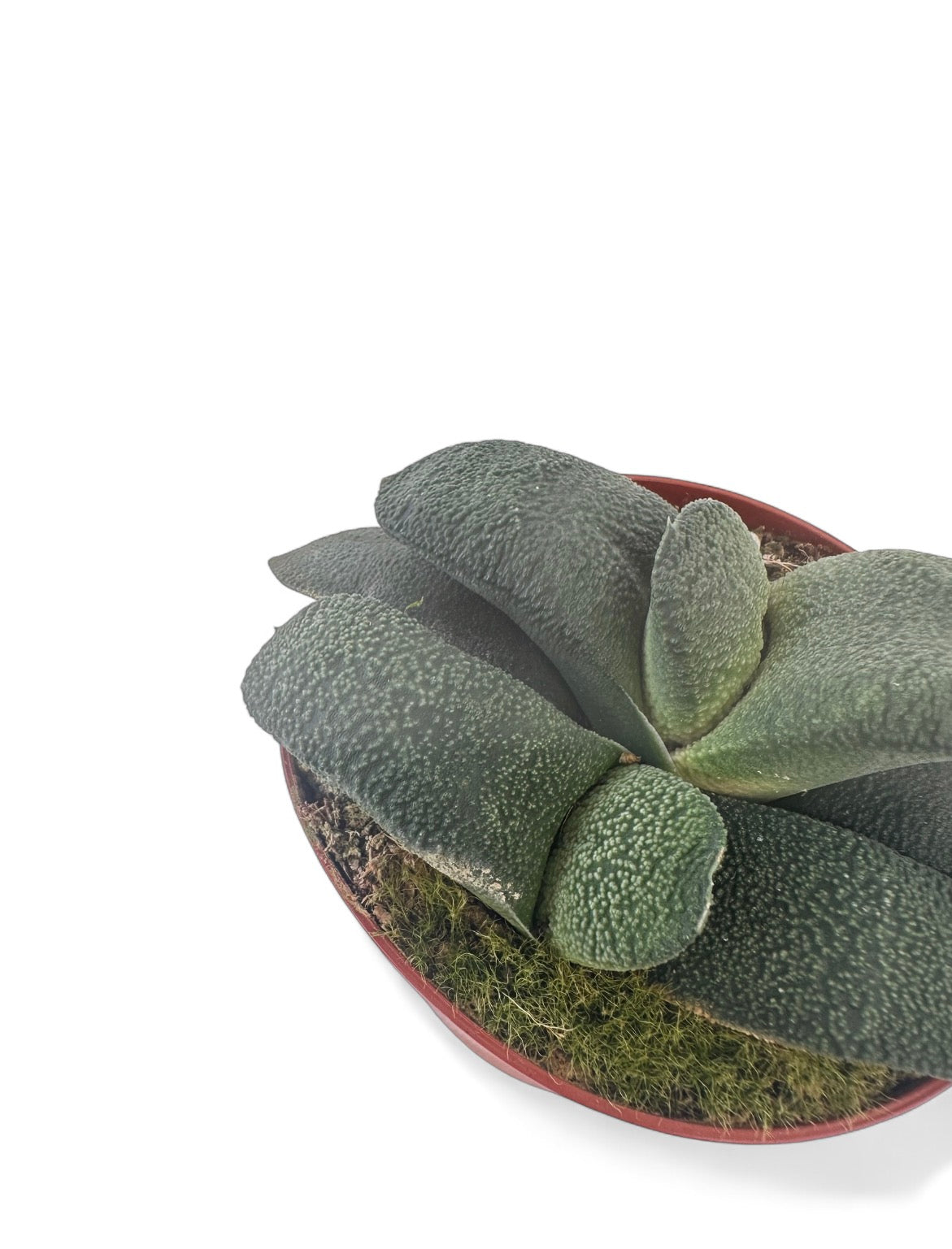 Παχύφυτο Gasteria armstrongii Φ8.5