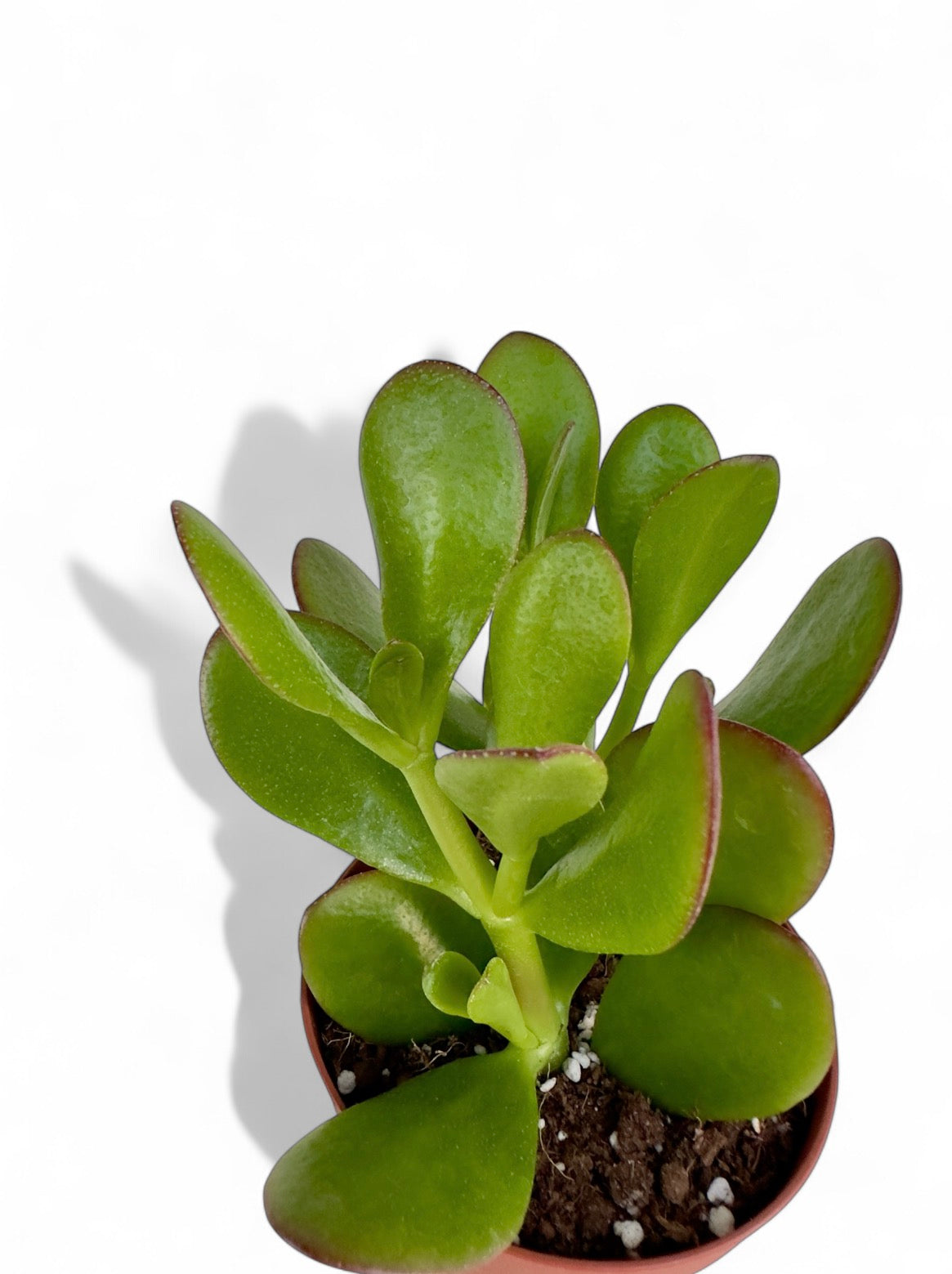Παχύφυτο Κρασούλα - Crassula ovata Φ8,5εκ.