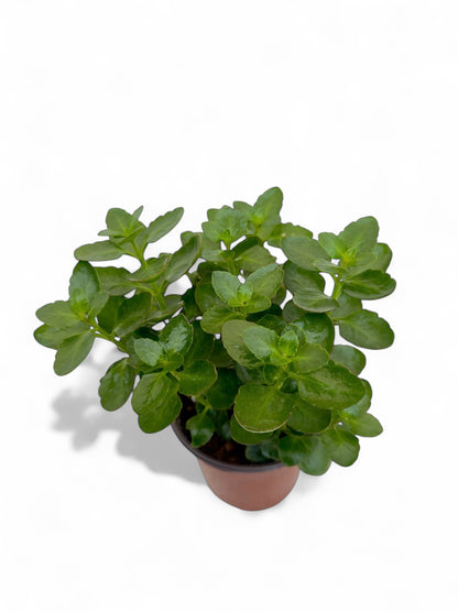 Παχύφυτο Καλαγχόη Φ12εκ.